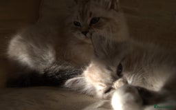 Siberian cats for sale: Litter "W" Neva Masquerade - Image 15