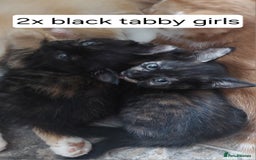 Mixed Breed cats for sale: Kittens ready to go now. - Image 3