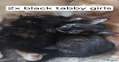 Mixed Breed cats - Advert 3