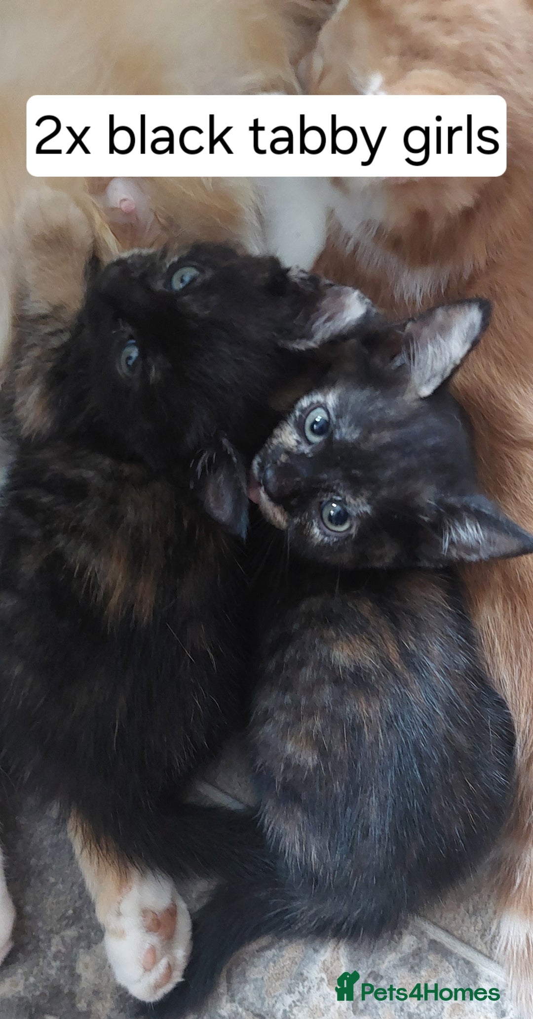 Mixed Breed cats for sale: Kittens ready to go now. - Image 3