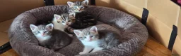 Mixed Breed cats for sale: Kittens ready for their forever home  - Advert 18