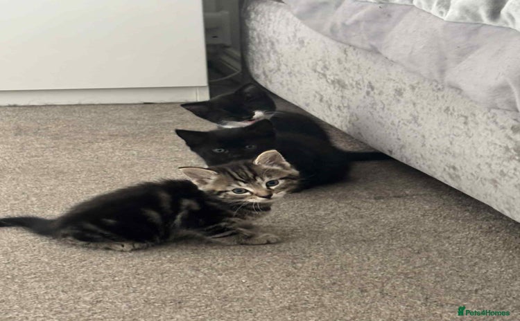 Mixed Breed cats - Advert 14