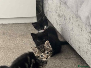 Mixed Breed cats - Advert 34