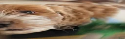 Cockapoo dogs for sale: Ready to go Heath tested F1 toy cockapoo girls - Advert 8
