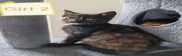 Mixed Breed cats for sale: ❤️❤️❤️ Four adorable kittens ❤️❤️❤️  - Advert 22