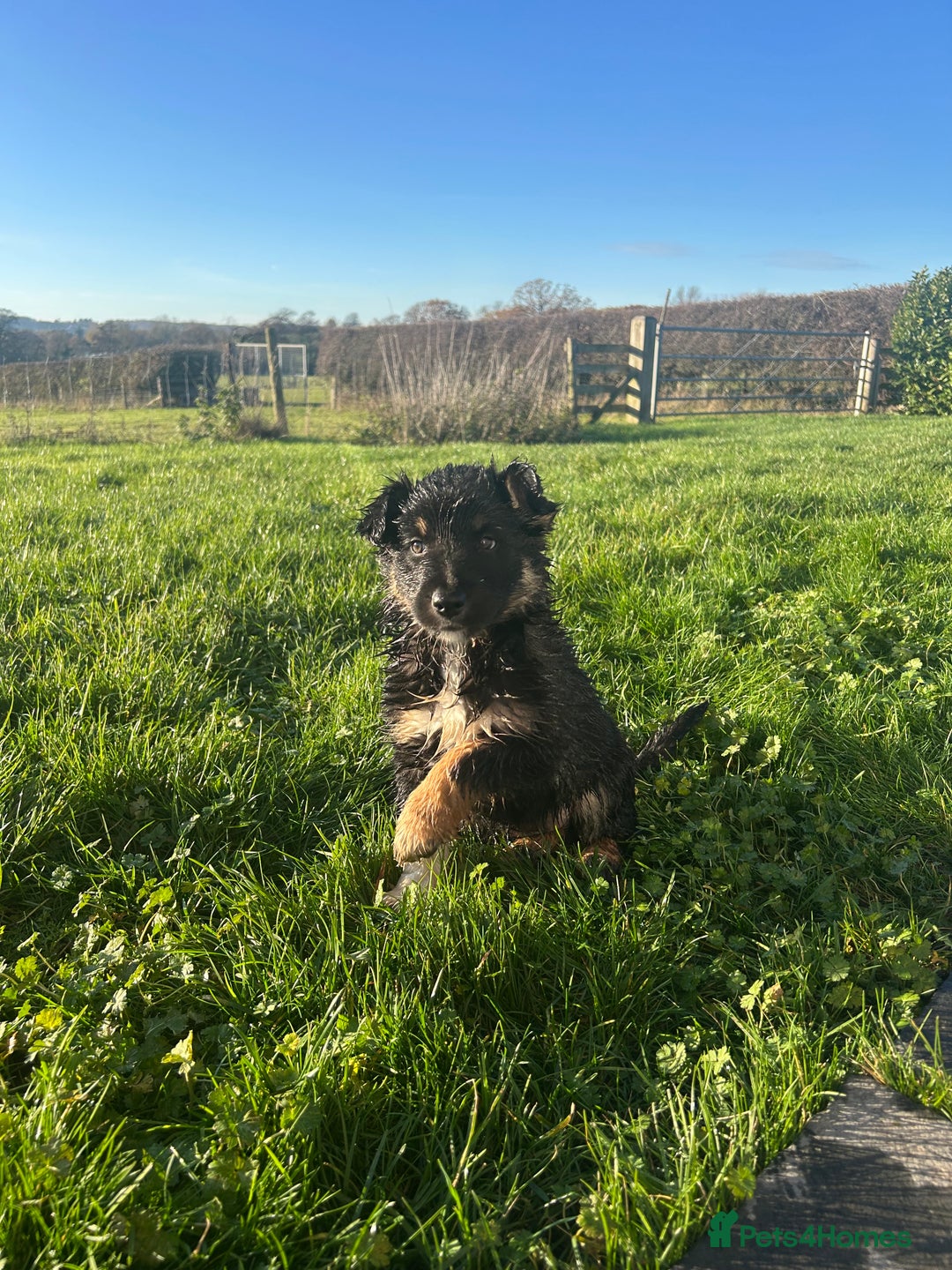 Mixed Breed dogs for sale: Gorgeous litter of Shollie puppies for sale - Advert 3