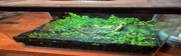 Frog reptiles for sale: Bumblebee frogs(Dendrobates tinctorius)accessories - Advert 3