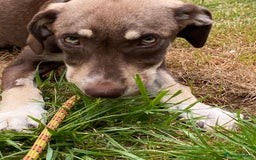 Mixed Breed dogs for adoption: Teya- sweet and loving  - Image 6