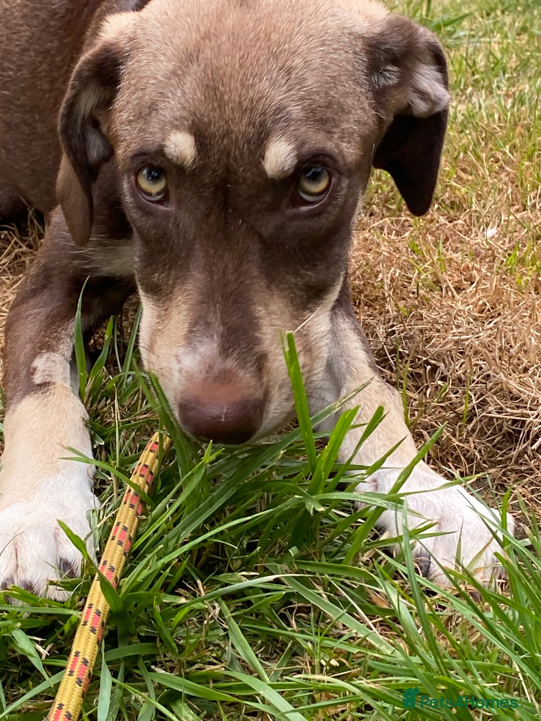 Mixed Breed dogs for adoption: Teya- sweet and loving  - Image 6