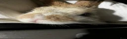 Mixed Breed rabbits for sale: 2 male rabbits  in Glasgow - Advert 2