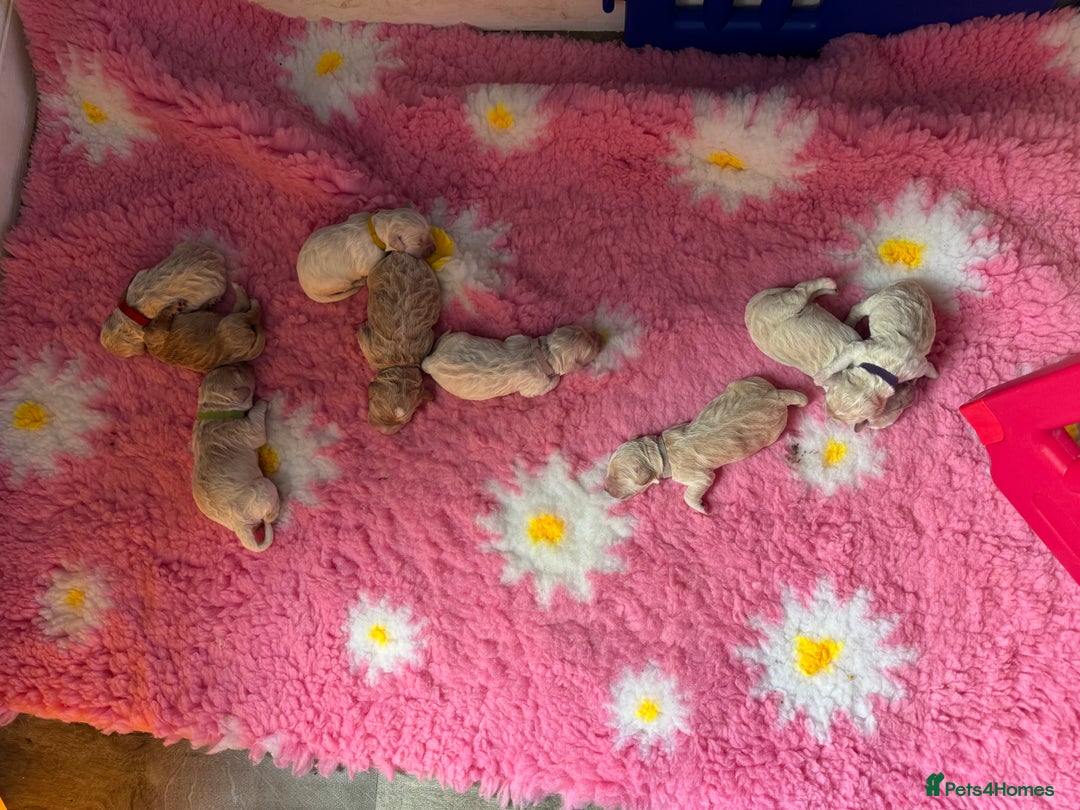 Mini Goldendoodle dogs for sale: Stunning F1 Mini Goldendoodles  - Image 12