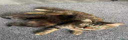 British Longhair cats for sale: 5 fluffy kittens - Advert 16