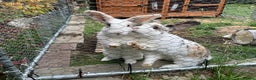 Mixed Breed rabbits for sale: 2 female rabbits 1 year old  - Advert 1