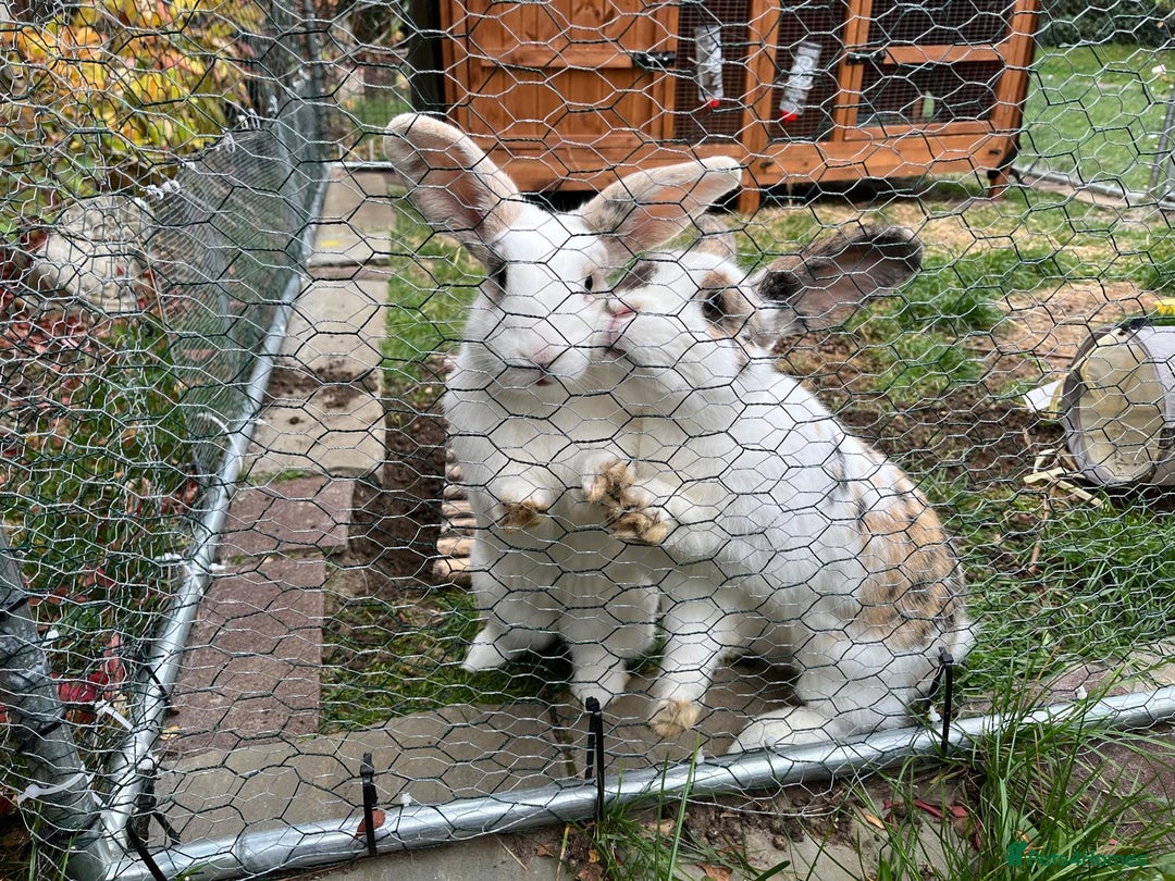 Mixed Breed rabbits for sale: 2 female rabbits 1 year old  - Advert 1