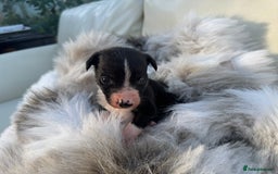 Mixed Breed dogs for sale: 🐾 Beautiful Whippet x Collie Puppies! 🐾 - Image 26