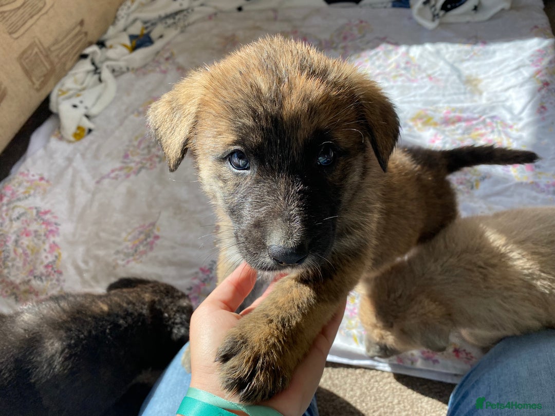 Mixed Breed dogs for sale: German shepherd cross Tibetan mastiff - Image 4