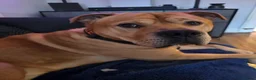 Mixed Breed dogs for sale: Blaze - Advert 7