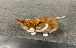 Domestic Shorthair cats for sale: Ginger & White Cat - Advert 4