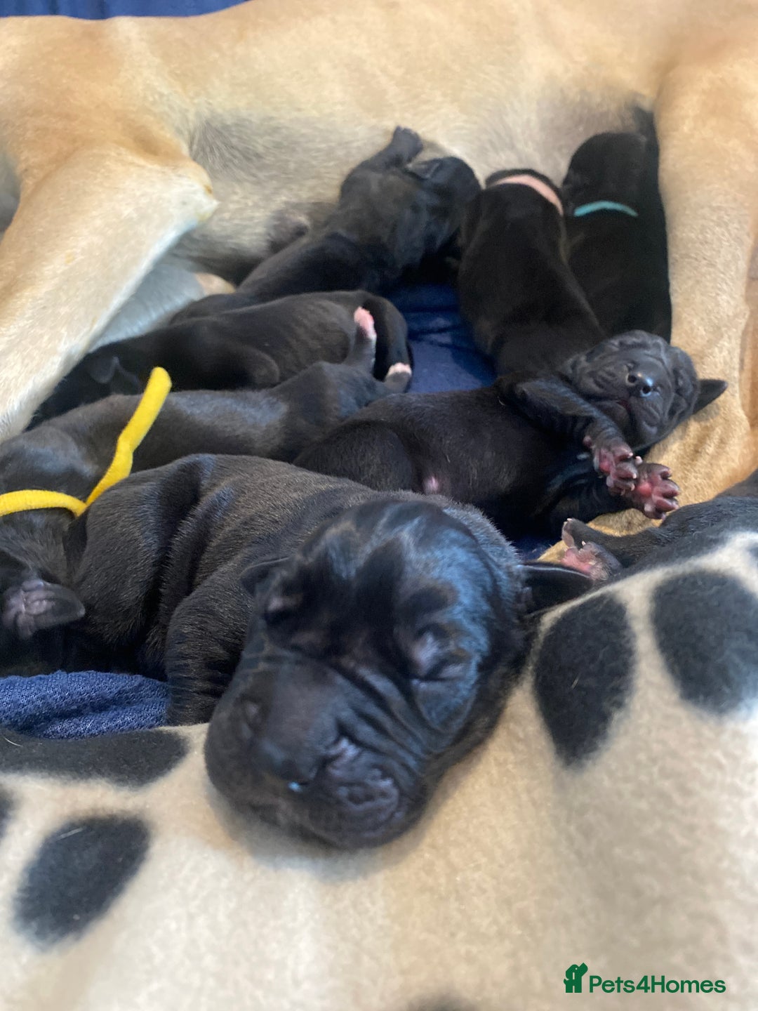 Great Dane dogs for sale: Stunning litter of 9 Great Danes  - Image 8