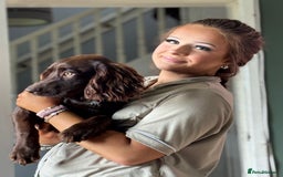 Cocker Spaniel dogs for sale: 1female 1male 7 month old puppies - Image 3