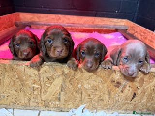 Miniature Dachshund dogs Mini dachshund 2 long haired - Advert 14