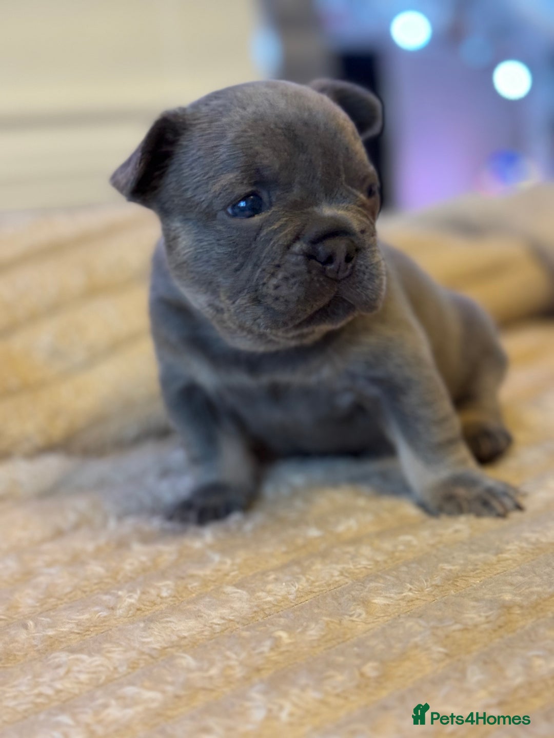 French Bulldog dogs for sale: AMAZING QUALITY FRENCH BULLDOG PUPS  - Advert 8