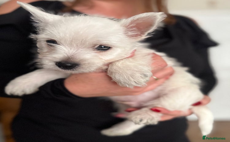 West Highland Terrier dogs - Advert 6