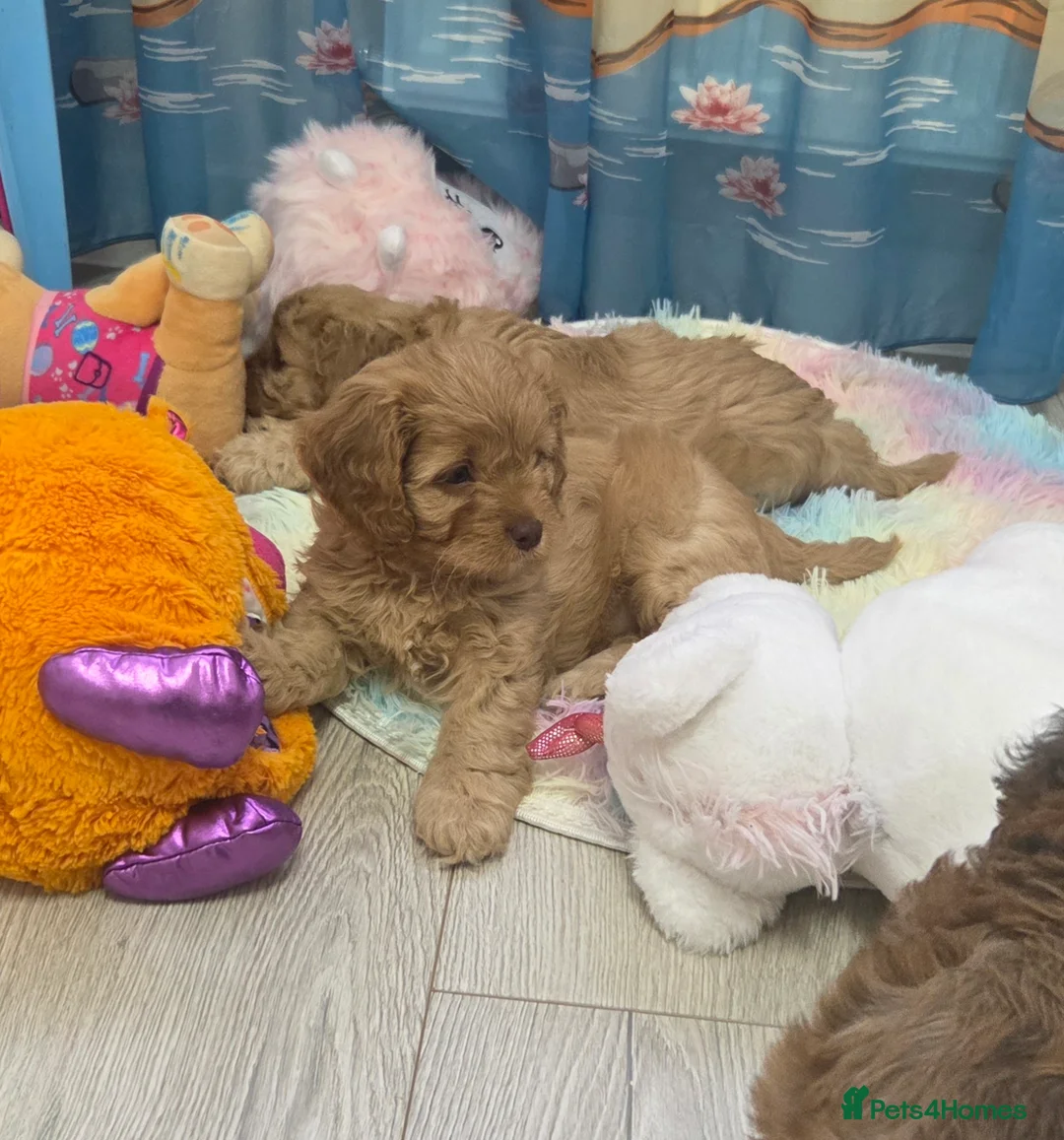 Cavapoo dogs for sale: Beautiful Cavapoo Puppies – Ready from 7th March - Advert 3