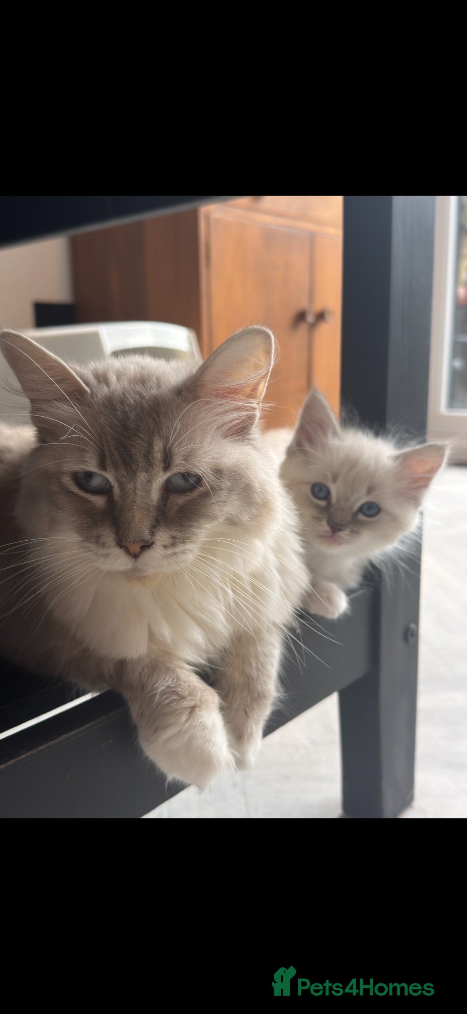 Ragdoll cats Pedigree Ragdoll Kittens Ready - Advert 1