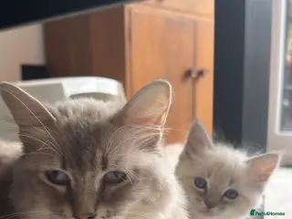 Ragdoll cats Pedigree Ragdoll Kittens Ready - Advert 1