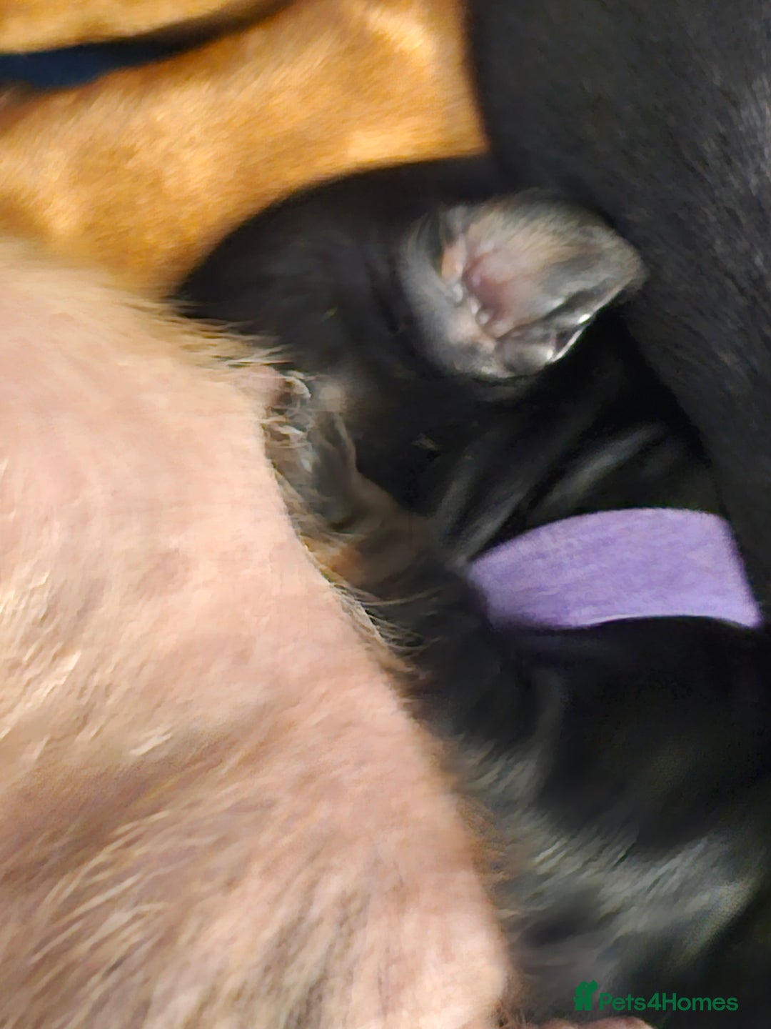 Dachshund dogs for sale: Beautiful Dachshund Puppies - Image 21