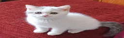 British Shorthair cats for sale: Ready to leave! 🐱 - Advert 6