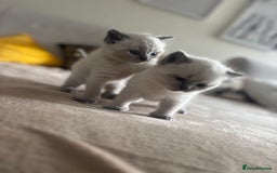Ragdoll cats for sale: Ragdool x British Short hair - Image 2