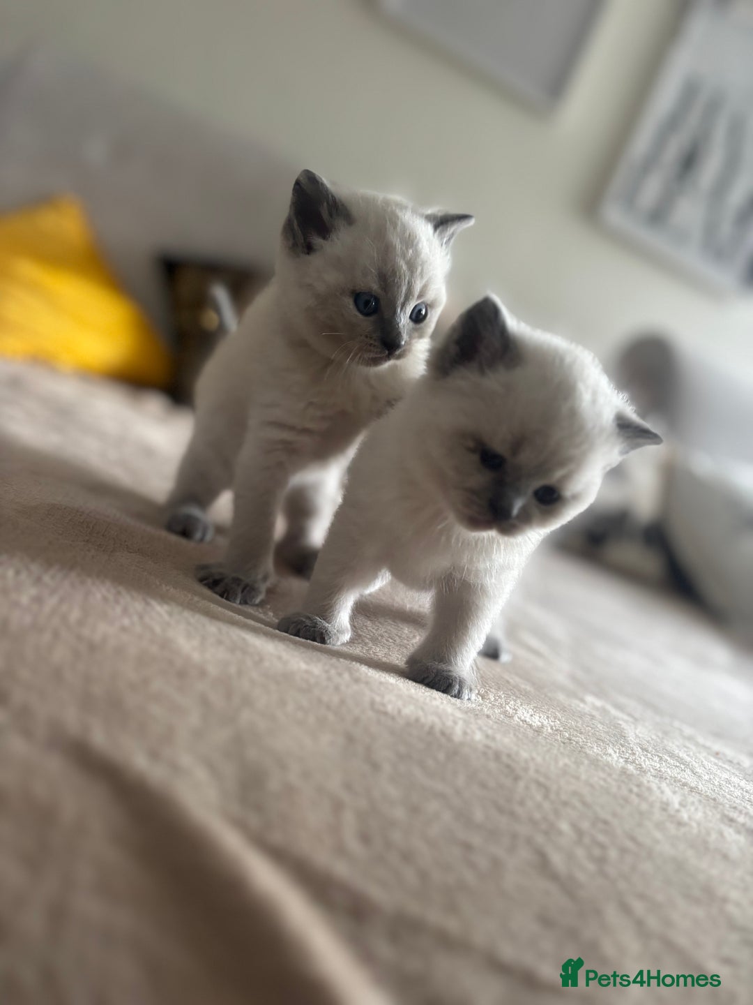 Ragdoll cats for sale: Ragdool x British Short hair - Image 2