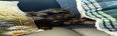 Yorkshire Terrier 2