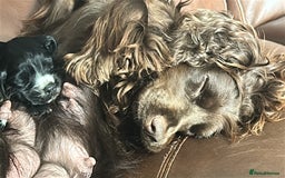 Cocker Spaniel dogs for sale: Cocker spaniel puppies - Image 8