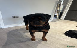 Rottweiler dogs for sale: 2 year old Rottie - Image 2