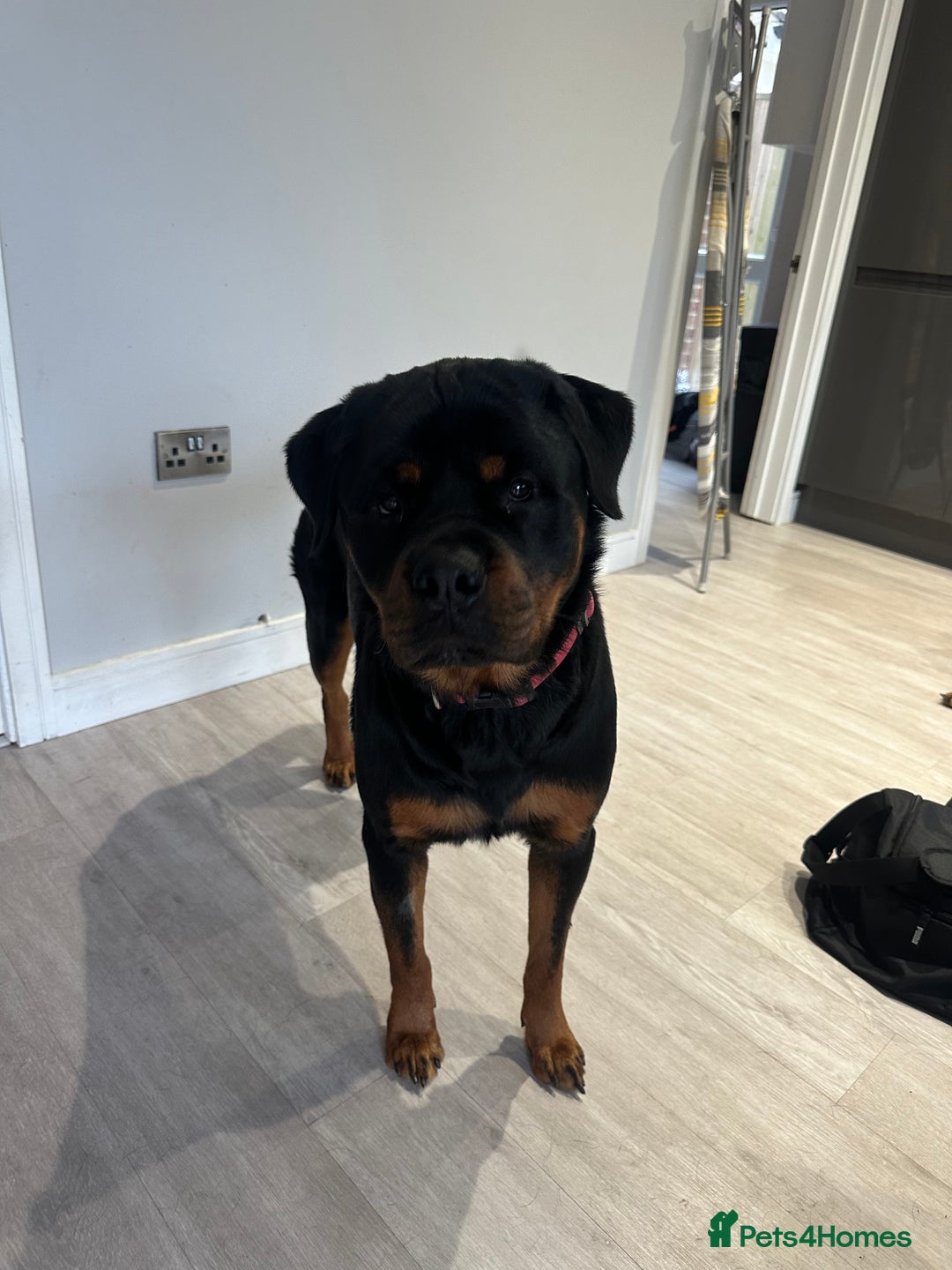 Rottweiler dogs for sale: 2 year old Rottie - Image 2