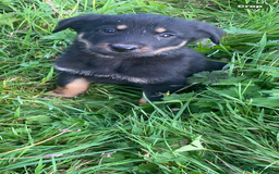 Mixed Breed dogs for sale: Puppies - Image 7