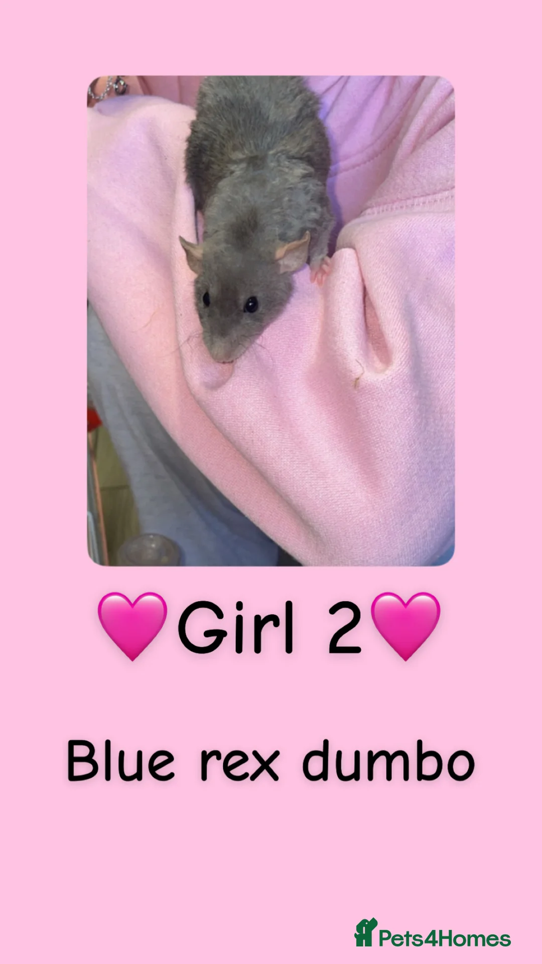 Rat rodents for sale: Beautiful baby rats looking for forever homes! in Maidenhead - Advert 2