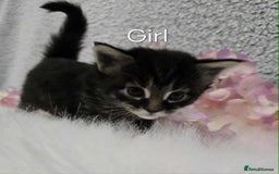 Maine Coon cats for sale: 6 Maine Coone kittens. - Image 4