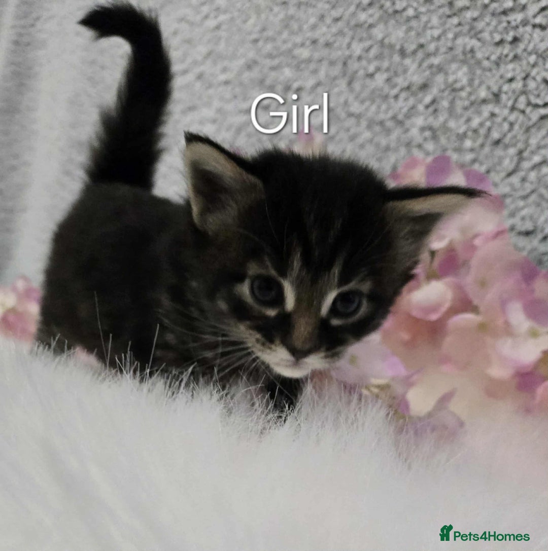 Maine Coon cats for sale: 6 Maine Coone kittens. - Image 4
