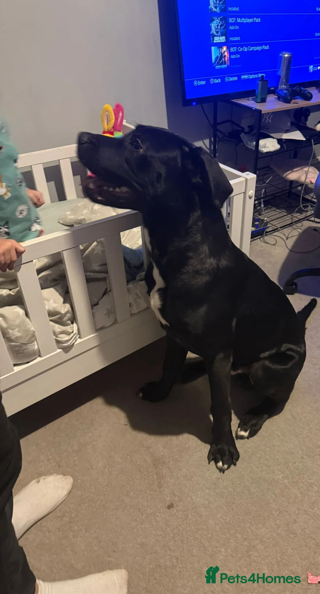 Mixed Breed dogs for sale: Cane Corso X Neopolitan Mastiff/Great Dane - Advert 2