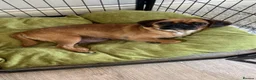 Mixed Breed dogs for sale: Pug cross (pixie,Dusty,Roxie) - Advert 11