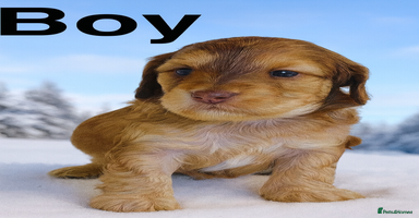 Cockapoo dogs REDUCED DNA TESTED Last 2 boys  Ready 25th Nov - Advert 5