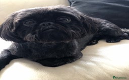 Shih Tzu dogs for sale: Shih tzu puppies for sale  - Image 1