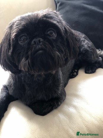 Shih Tzu dogs - Advert 1