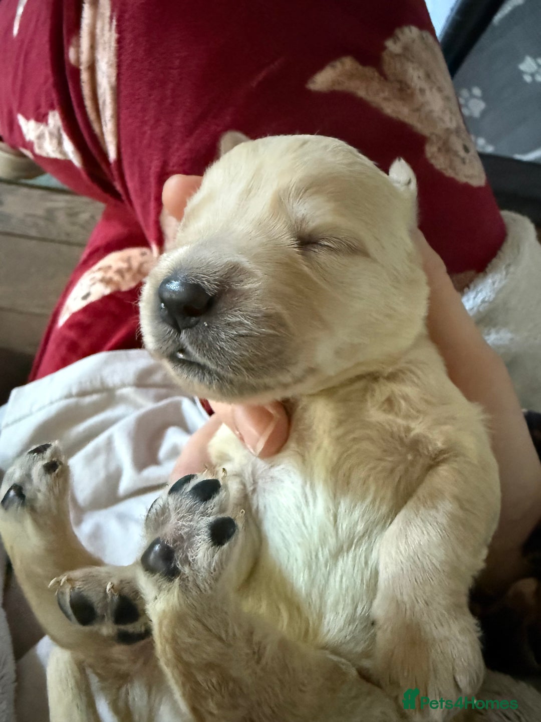 Goldador dogs for sale: 8 beautiful golden retriever x red lab puppies  - Advert 11