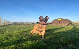 Belgian Shepherd Dog dogs for sale: Belgian Malinois, 4, Loving Home Only.  in Houghton le Spring - Image 1