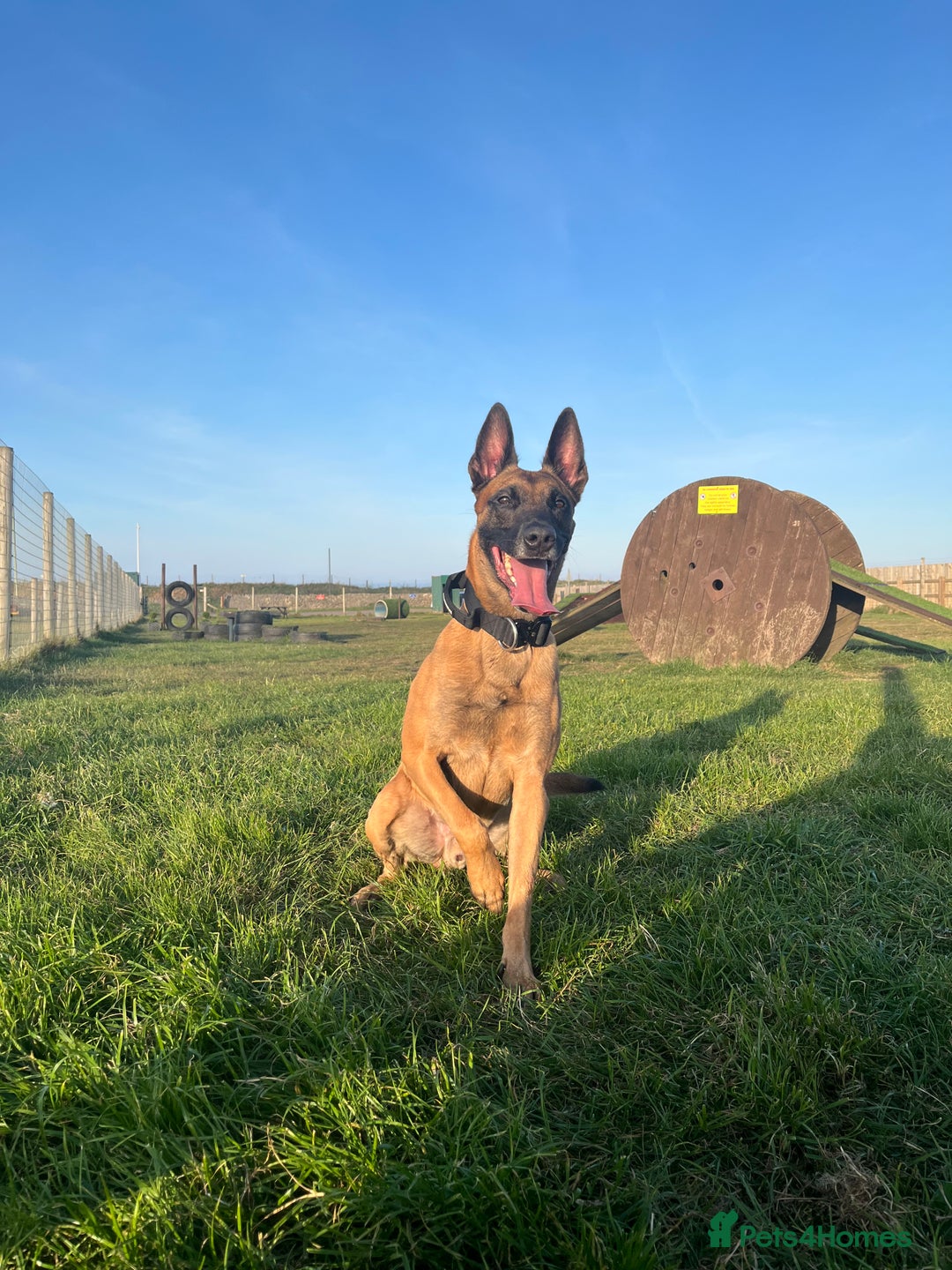 Belgian Shepherd Dog dogs for sale: Belgian Malinois, 4, Loving Home Only.  in Houghton le Spring - Image 1